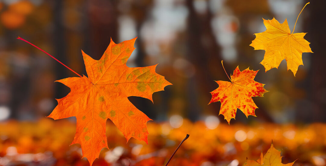 Foliage Sabino, a caccia di colori d’autunno