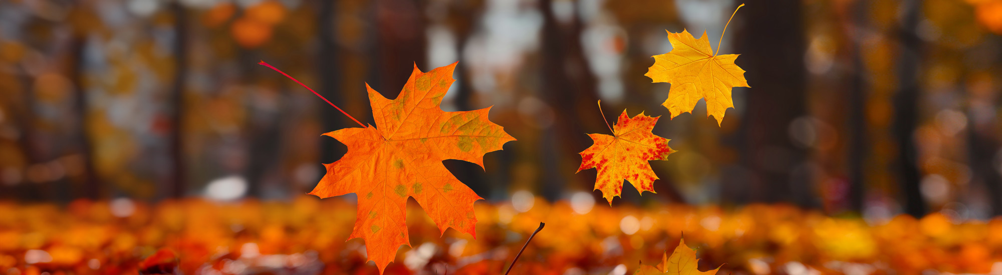 Foliage Sabino, a caccia di colori d’autunno – VisitLazio