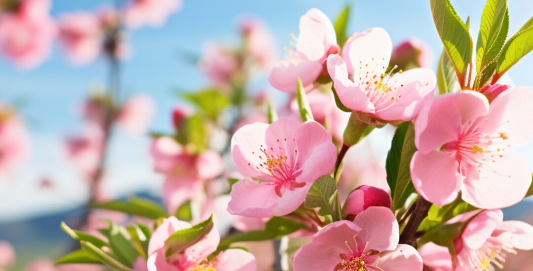 Primavera in fiore nel Lazio