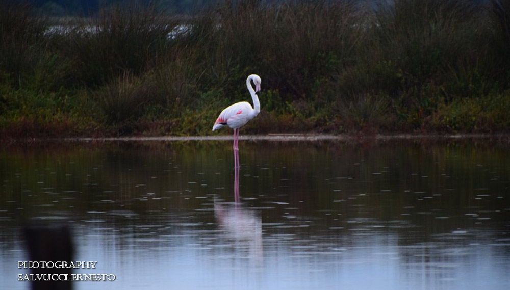 Lago di Caprolace