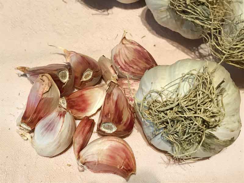 L'aglio rosso di Proceno