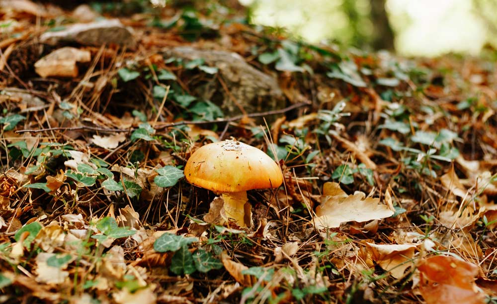 Amanita Caesarea