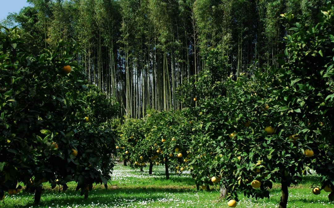 Ninfa, il giardino dei sogni apre i cancelli