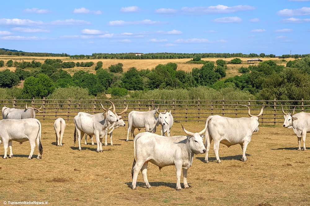 Bovini di razza maremmana - Foto turismoitalianews.it
