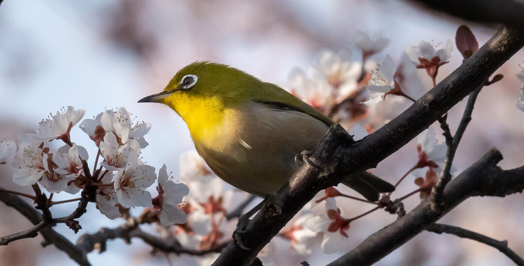 Chiudete gli occhi e ascoltatela. È la natura che vi parla