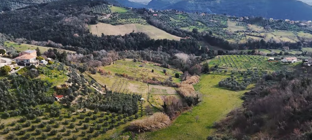 Gli uliveti sulle colline di Montebuono