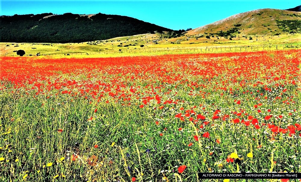 FIAMIGNANO - RI ALTOPIANO DI RASCINO - LENTICCHIE IN FIORE