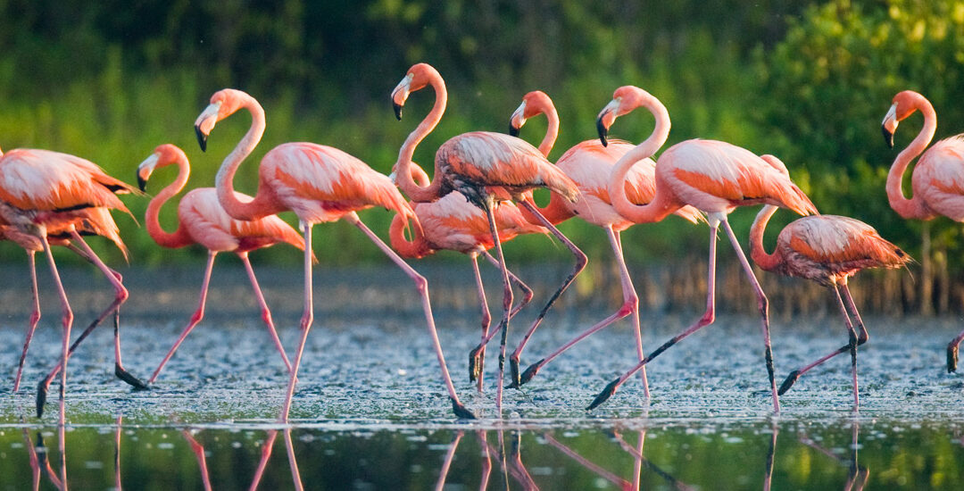 Il paradiso dei fenicotteri e cormorani: il Lago di Caprolace