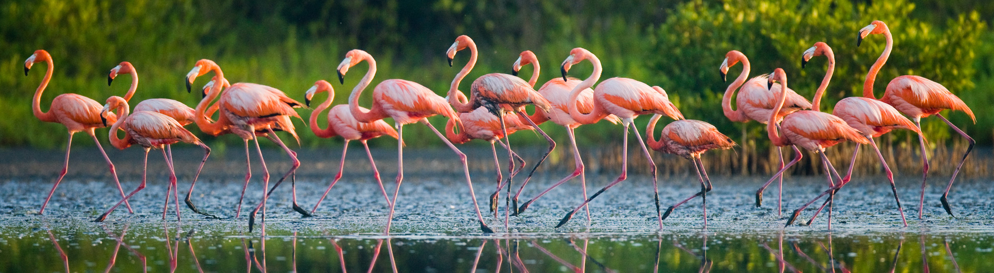 Il paradiso dei fenicotteri e cormorani il Lago di Caprolace Idee di