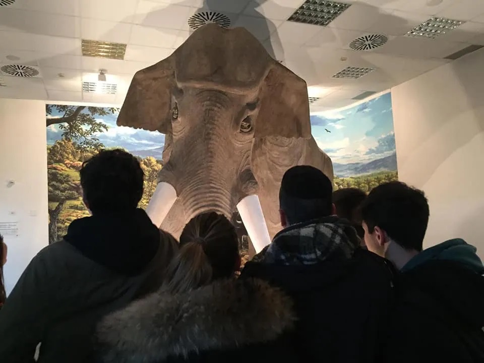 L'elefante del Pleistocene al museo di Colleferro - Ph @ museoatt.it