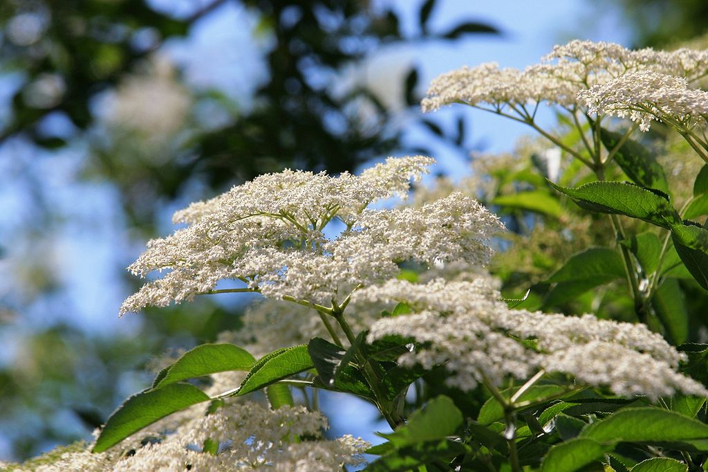 MAZZANO ROMANO RM fiori di Sambuco