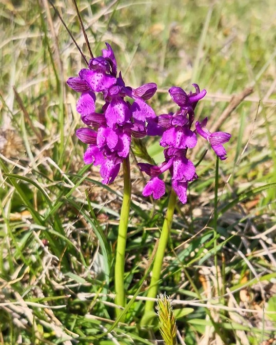 MONTE PORZIO CATONE RM orchidee spontanee nel Parco Castelli Romani ft Stefano Mancinelli