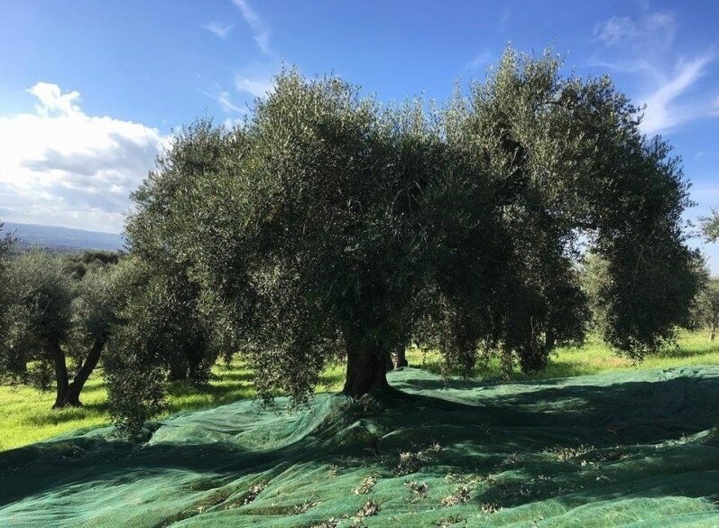 Gli Olivi di Montelibretti