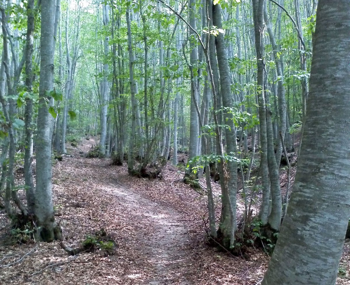 Oriolo Romano VT faggeta di monte Raschio