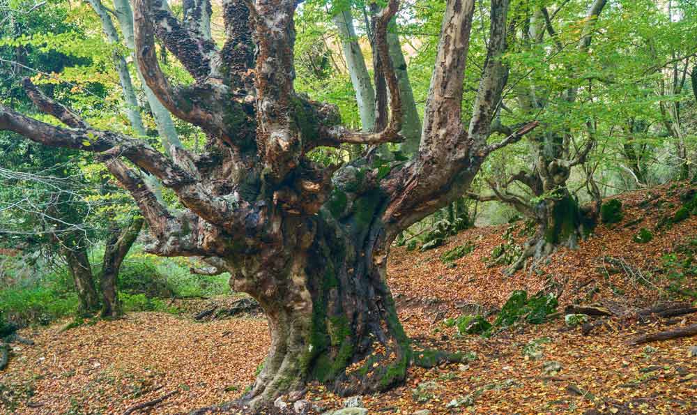 Parco Naturale Regionale dei Monti Lucretili