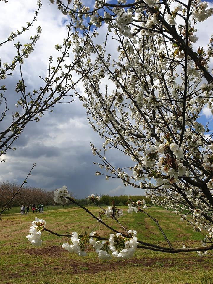 ROMA PARCO APPIA ANTICA hanami 1 ft FB @parcoappiaantica