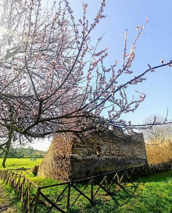 Roma Parco dell'Appia Antica Valle della Caffarella hanami Ig @mariapaolarai