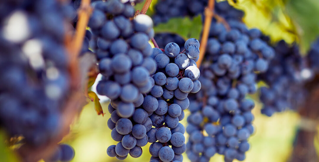 Strada del vino della provincia di Latina