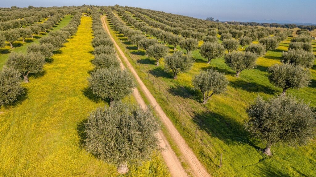 Strada dell'Olio Dop di Canino