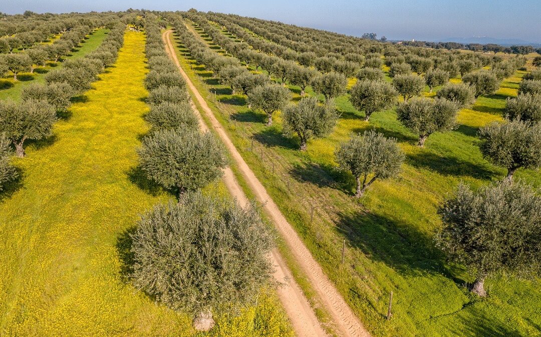 64^ Sagra dell’Olivo di Canino