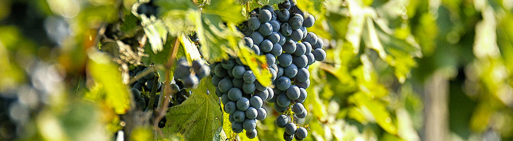Grappoli di uva aleatico appesi alla vite - Foto di Maurizio Di Gio da Adobe Stock
