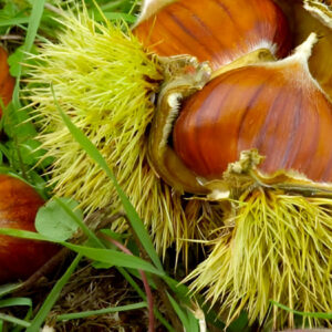 Castagne di Valerano DOP