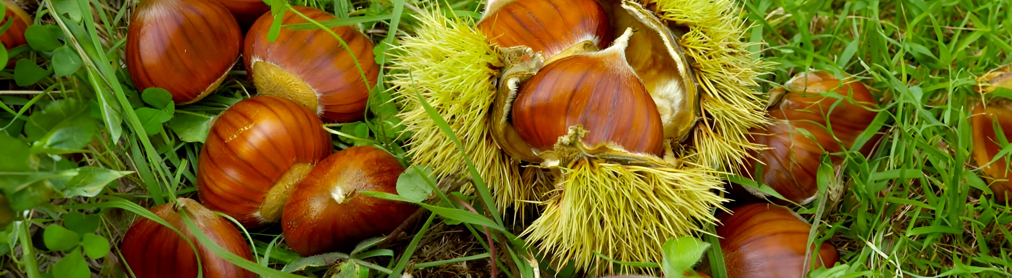 Castagne di Valerano DOP