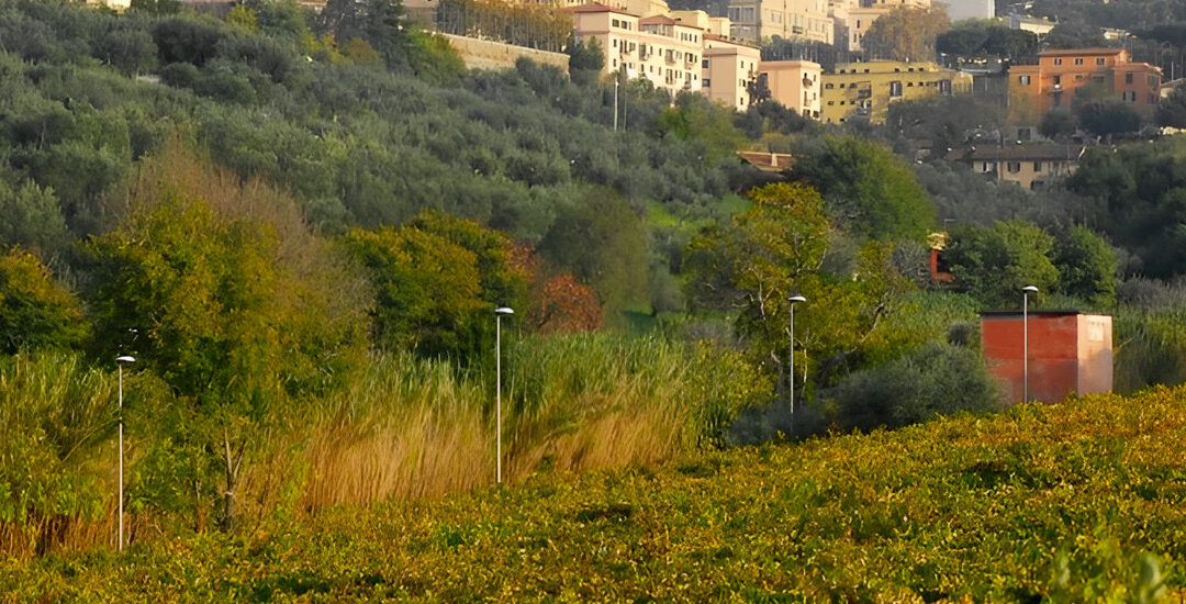 Vino Frascati