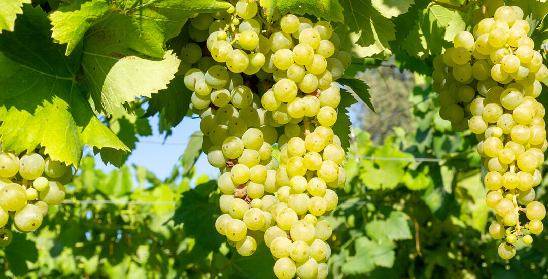 Il Moscato di Terracina o Terracina DOC