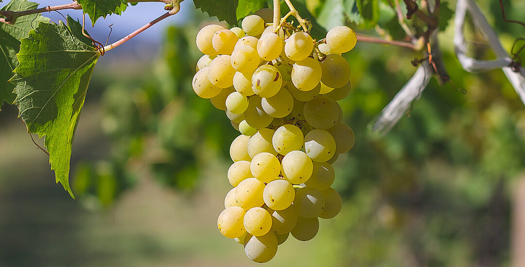 Vino Civitella d’Agliano IGT