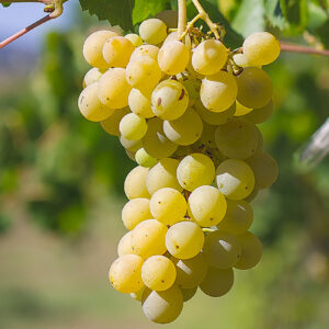 Grappolo d'uva bianca - Foto di alfredoravanetti da Adobe Stock