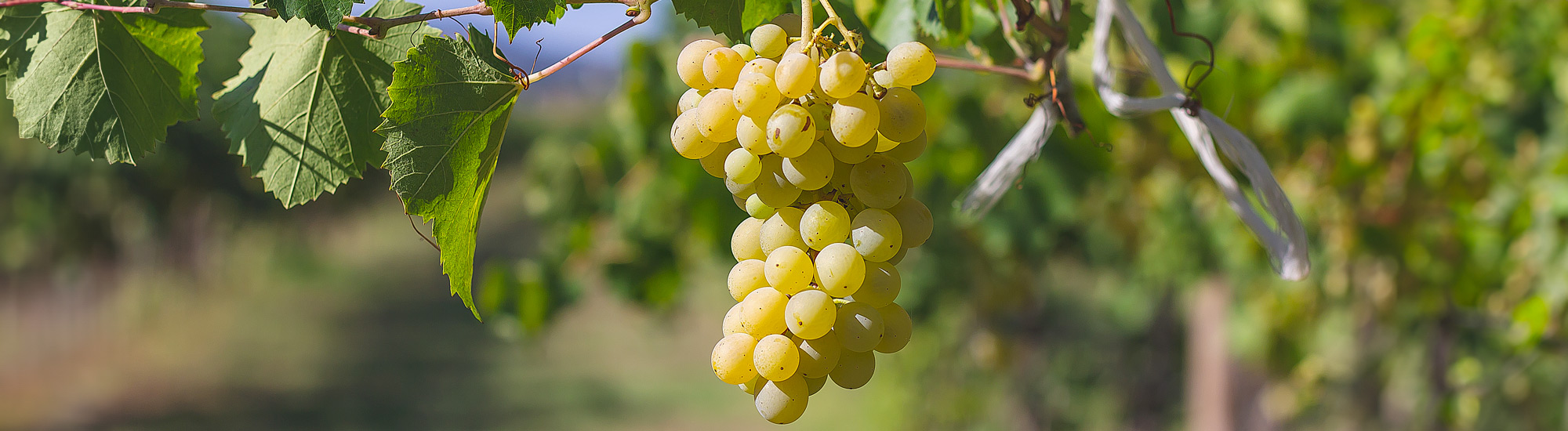 Grappolo d'uva bianca - Foto di alfredoravanetti da Adobe Stock