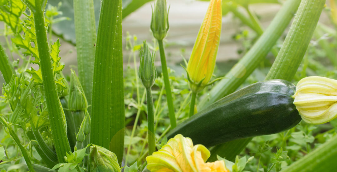 Zucchina con il Fiore