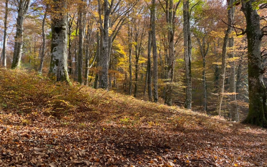 In bike fra i castagneti e faggi della Tuscia