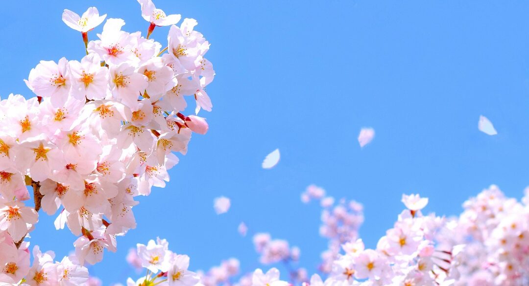 The enchantment of Hanami in Rome