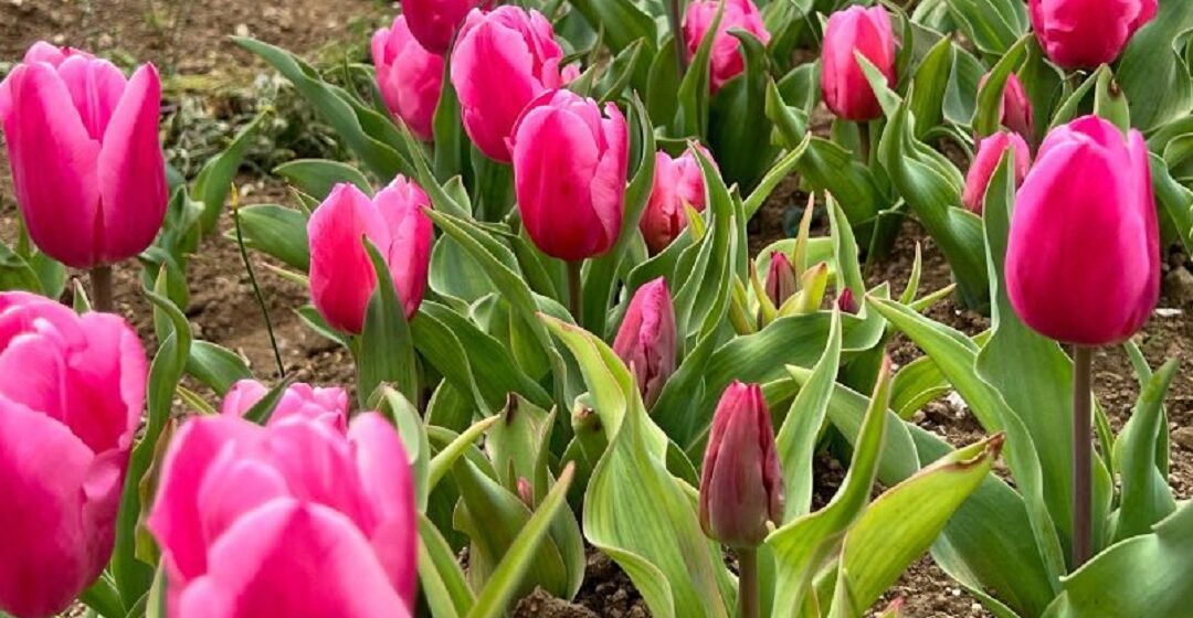 Tulipark, un angolo di Olanda a Roma