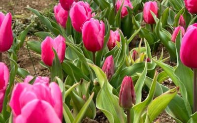 Tulipark, un angolo di Olanda a Roma