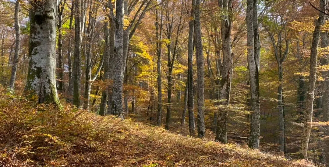 Ecomuseo della Tuscia rupestre – EMTR