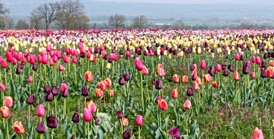 Esplosione di profumi e colori al Tuscia Flower