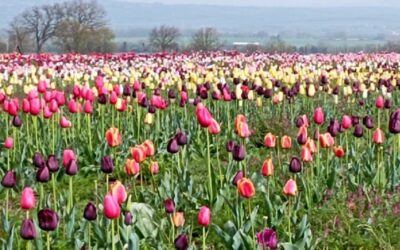 Esplosione di profumi e colori al Tuscia Flower