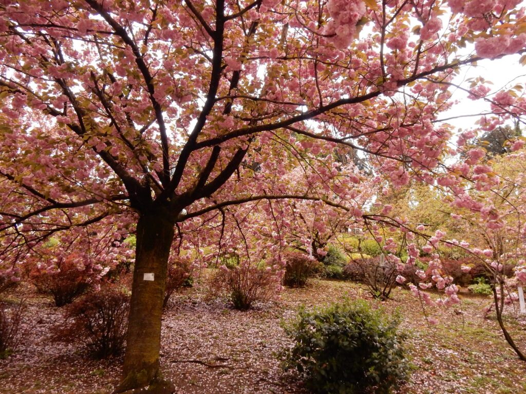 Orto Botanico della Sapienza Università di Roma - foto Facebook @museiSapienza