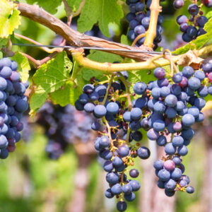 Viti con grappoli di uva rossa - Foto di Delphotostock da Adobe Stock