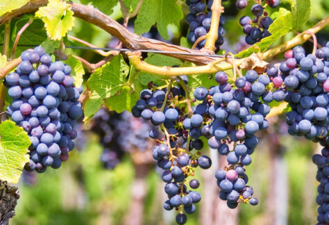 Viti con grappoli di uva rossa - Foto di Delphotostock da Adobe Stock