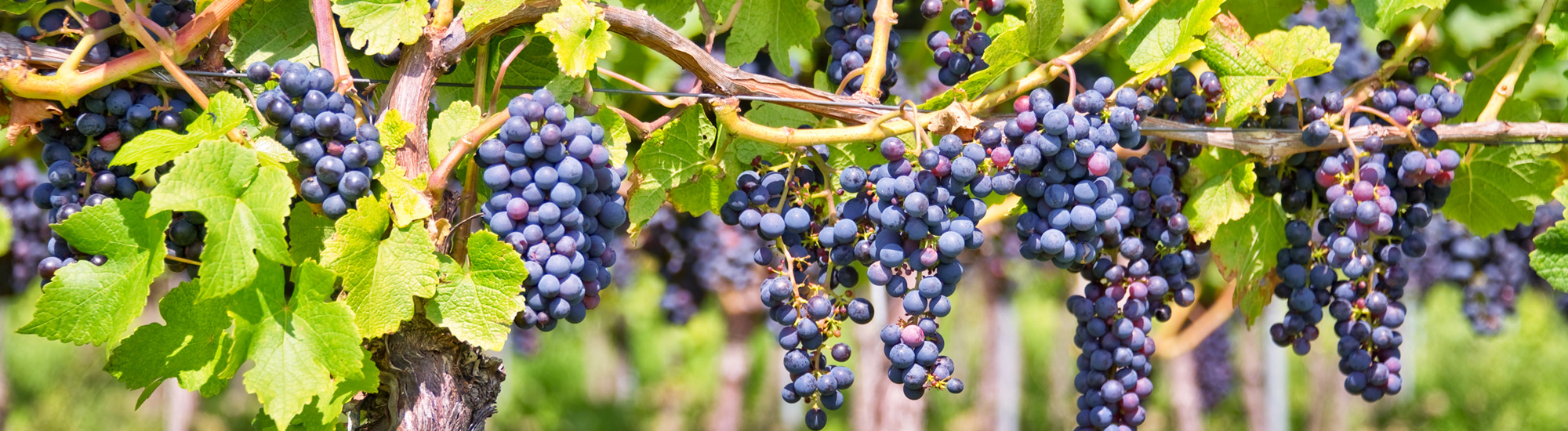Viti con grappoli di uva rossa - Foto di Delphotostock da Adobe Stock