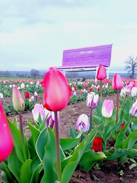 panchina gigante al Tuscia Flower