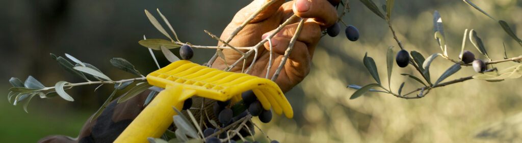 Raccolta olive - Foto di ilfotografo da Adobe Stock