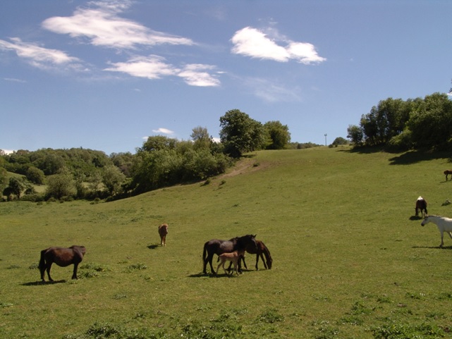 Cavalli allo stato brado nella Valle del Sorbo