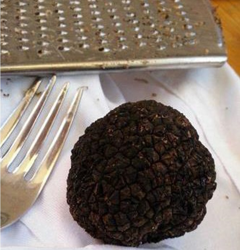 Tartufo di Micigliano