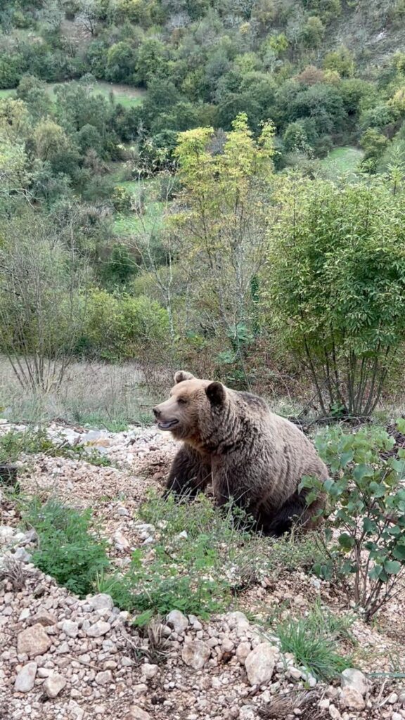 Area Faunistica dell'Orso Bruno Mersicano a Campoli Appennino - foto da Facebook @AreaFaunisticaOrsoCampoliAppennino