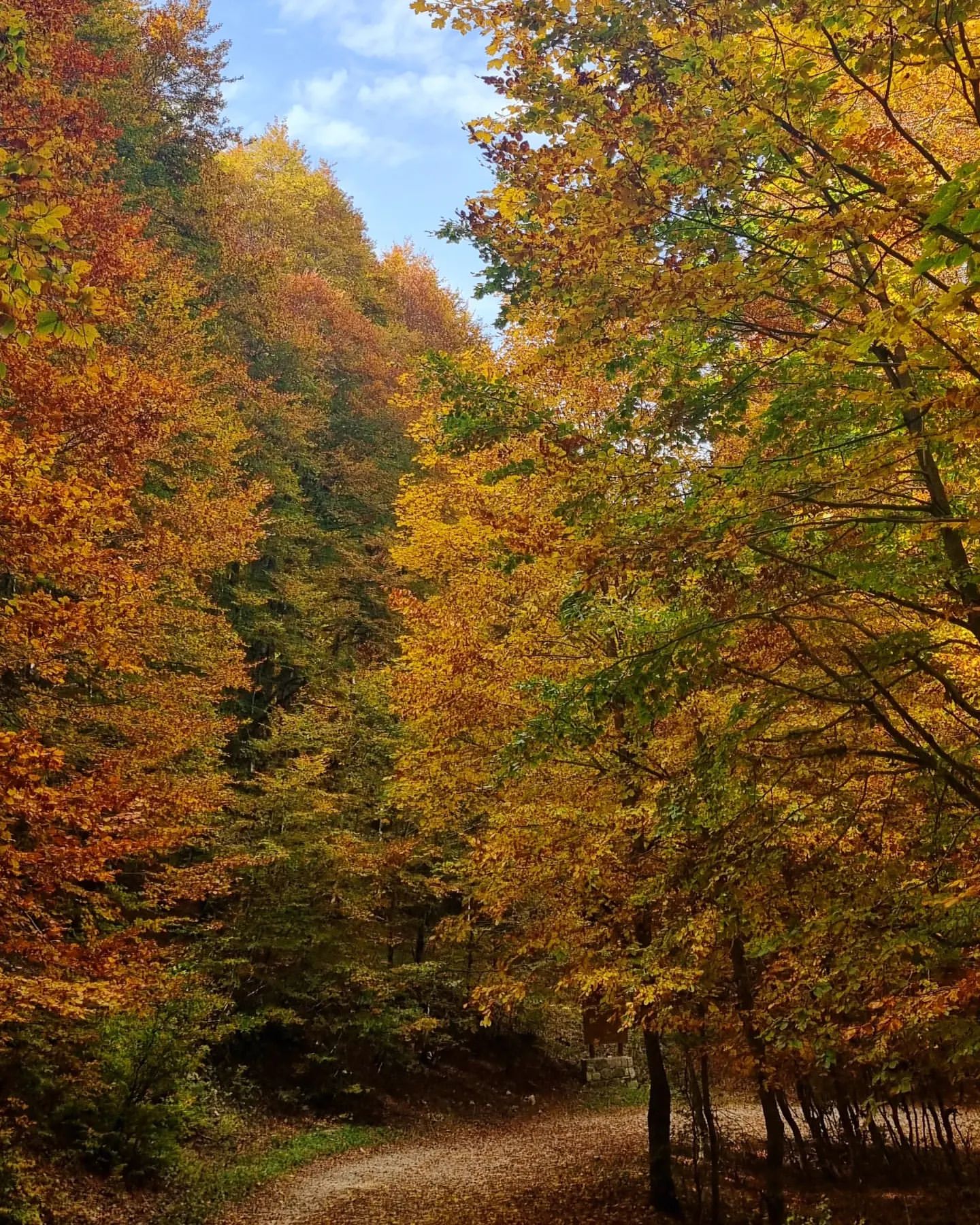 Foliage al valico di Forca d'Acero, San Donato Val di Comino foto da Facebook @visitvalledicomino